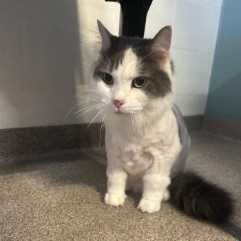 Fluffy -  Domestic Long Hair Cat for Adoption in Sarasota, Florida - Fluffy | PetCurious