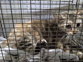 Domestic Short Hair Cats Available for Adoption - PRINGLE | PetCurious