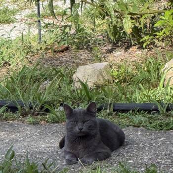 Smoky(courtesy listing) -  Domestic Short Hair Cat for Adoption in Baton Rouge, Louisiana - Smoky(courtesy Listing) | PetCurious