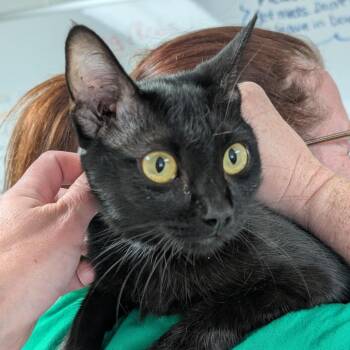 Dixie -  Domestic Short Hair Cat for Adoption in Canton, Illinois - Dixie | PetCurious