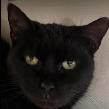 Domestic Short Hair Cats Available for Adoption - Ali | PetCurious