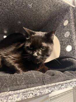 SPECKLES -  Domestic Short Hair Cat for Adoption in Fort Walton Beach, Florida - SPECKLES | PetCurious