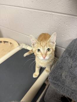 magnolia @ petsmart jackson -  Domestic Short Hair and Tabby Cat for Adoption in Lexington, Tennessee - Magnolia @ Petsmart Jackson | PetCurious