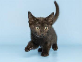 SCARLET -  Domestic Short Hair Cat for Adoption in Phoenix, Arizona - SCARLET | PetCurious