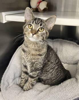 Tigress -  Domestic Short Hair Cat for Adoption in Jackson, Michigan - Tigress | PetCurious