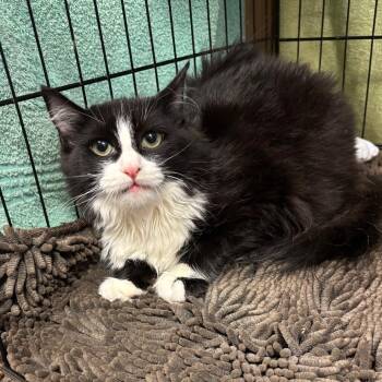 Domestic Medium Hair Cats Available for Adoption - Benson | PetCurious