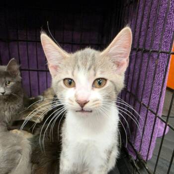 Cricket -  Domestic Short Hair Cat for Adoption in Canton, North Carolina - Cricket | PetCurious
