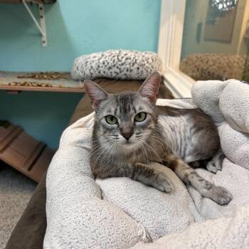 Jalapeno -  Domestic Short Hair Cat for Adoption in Fresno, California - Jalapeno | PetCurious