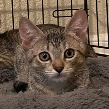 Rescue Domestic Short Hair Cats for Adoption in Leander, Texas - Navigator | PetCurious