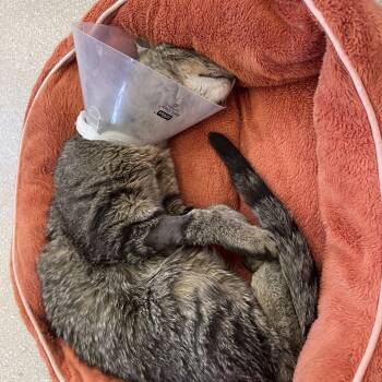 Erskine -  Domestic Short Hair Cat for Adoption in Kanab, Utah - Erskine | PetCurious