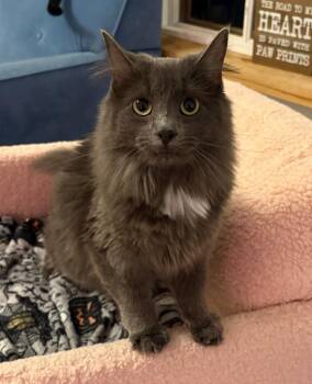 Rescue Domestic Long Hair Cats for Adoption in Saint Regis Falls, New York - Shale | PetCurious