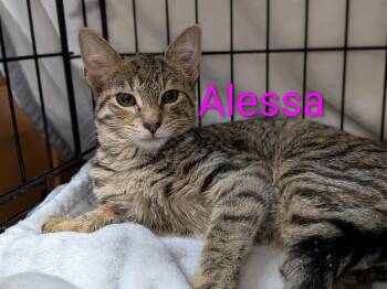 Alessa -  Domestic Short Hair Cat for Adoption in Walla Walla, Washington - Alessa | PetCurious