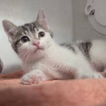 Coffee -  Domestic Short Hair Cat for Adoption in Dayton, Ohio - Coffee | PetCurious
