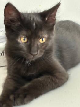 Chocolate -  Domestic Short Hair Cat for Adoption in Powell, Ohio - Chocolate | PetCurious