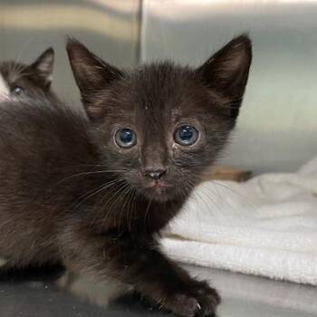 Domestic Short Hair Cats Available for Adoption in Vieques, Vieques - Ink | PetCurious