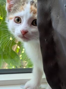 Downy -  Domestic Short Hair Cat for Adoption in Arthur, Ontario - Downy | PetCurious