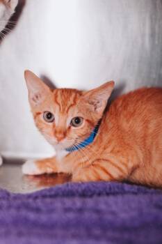 95308a Beans & Toast-PetSmart Mt. Pleasant -  Domestic Short Hair Cat for Adoption in North Charleston, South Carolina - 95308a Beans & Toast-PetSmart Mt. Pleasant | PetCurious