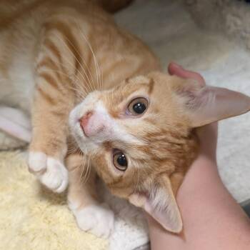 Peter -  Domestic Short Hair Cat for Adoption in Sonoma, California - Peter | PetCurious