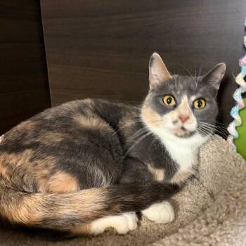 Calla -  Domestic Short Hair Cat for Adoption in Buffalo, New York - Calla | PetCurious