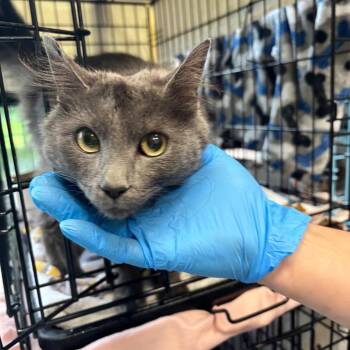 Mochi Mochi -  Domestic Short Hair Cat for Adoption in Allentown, Pennsylvania - Mochi Mochi | PetCurious