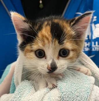 Duckling -  Domestic Short Hair Cat for Adoption in Golden, Colorado - Duckling | PetCurious