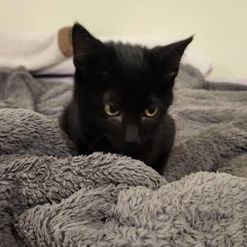Bongo -  Domestic Short Hair Cat for Adoption in South Elgin, Illinois - Bongo | PetCurious