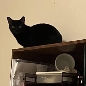 Domestic Short Hair Cats Available for Adoption in Evansville, Indiana - Luxey | PetCurious