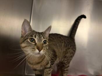 SKITZ -  Domestic Short Hair Cat for Adoption in Fort Wayne, Indiana - SKITZ | PetCurious