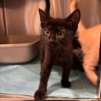 Howdy -  Domestic Short Hair Cat Available for Adoption in Charleston, South Carolina - Howdy | PetCurious