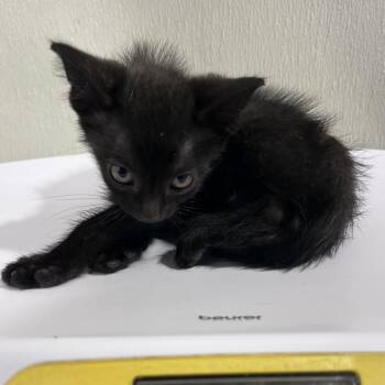 Demi -  Domestic Short Hair Cat for Adoption in Tampa, Florida - Demi | PetCurious