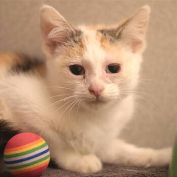 Harmonica -  Domestic Short Hair Cat for Adoption in Philadelphia, Pennsylvania - Harmonica | PetCurious