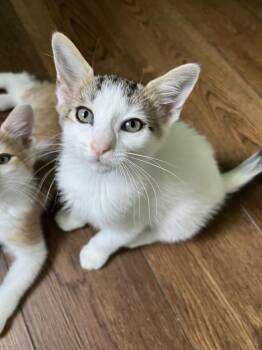 Jeremiah -  Domestic Short Hair Cat for Adoption in Emerald Isle, North Carolina - Jeremiah | PetCurious
