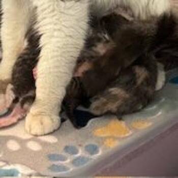 Rory -  Domestic Short Hair Cat for Adoption in Norman, Oklahoma - Rory | PetCurious