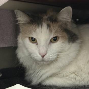Domestic Short Hair Cats Available for Adoption in Las Vegas, Nevada - SATIVA | PetCurious