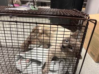 MAX -  Burmese Cat for Adoption in Ontario, California - MAX | PetCurious