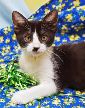 Polly -  Domestic Short Hair Cat for Adoption in Tierra Verde, Florida - Polly | PetCurious