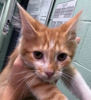 Armin -  Domestic Short Hair Cat for Adoption in Waverly, Tennessee - Armin | PetCurious