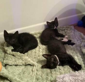 Wally, Goose, Bug, Texas, Goober (available mid September) -  Domestic Short Hair Cat for Adoption in Everett, Washington - Wally, Goose, Bug, Texas, Goober (available Mid September) | PetCurious