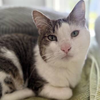 Mollie -  Domestic Short Hair Cat for Adoption in Ridgely, Maryland - Mollie | PetCurious