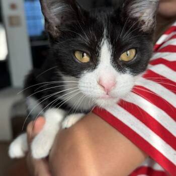Lucy C. -  Domestic Short Hair Cat for Adoption in Fishers, Indiana - Lucy C. | PetCurious