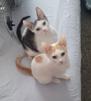 Milo & Otis -  Domestic Short Hair Cat for Adoption in Hoyleton, Illinois - Milo & Otis | PetCurious