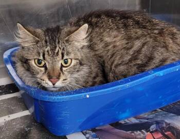 Domestic Long Hair Cats Available for Adoption in Hopkinsville, Kentucky - Lady Grey | PetCurious