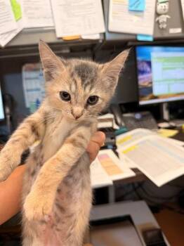 MALK -  Domestic Short Hair Cat for Adoption in Martinez, California - MALK | PetCurious