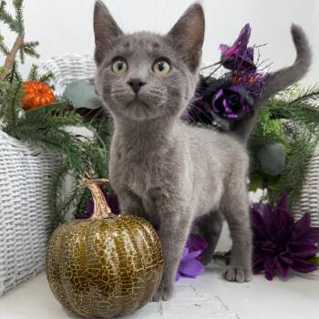 Bonicheewa legion 56377 -  Russian Blue and Domestic Short Hair Cat for Adoption in Eaton Rapids, Michigan - Bonicheewa Legion 56377 | PetCurious