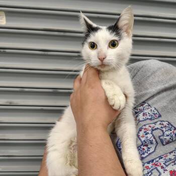 String Bean -  Domestic Short Hair Cat for Adoption in Coos Bay, Oregon - String Bean | PetCurious