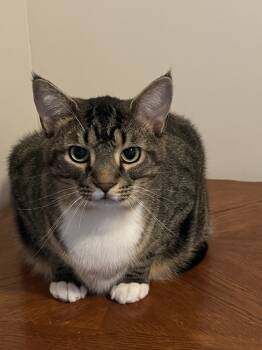 Rescue Domestic Medium Hair Cats for Adoption in Greenville, South Carolina - Socks | PetCurious