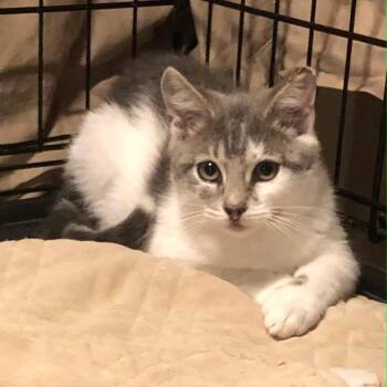 H Girls -  Domestic Short Hair Cat for Adoption in Clifton, New Jersey - H Girls | PetCurious