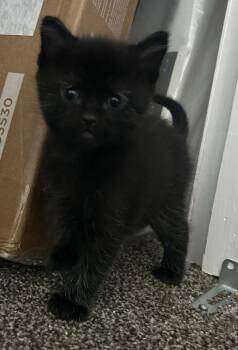 Sego Lily -  Domestic Short Hair Cat for Adoption in Salt Lake City, Utah - Sego Lily | PetCurious