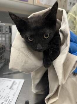 HALSEY -  Domestic Short Hair Cat for Adoption in Las Vegas, Nevada - HALSEY | PetCurious