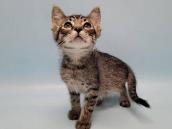Kohlrabi -  Domestic Short Hair Cat for Adoption in Golden Valley, Minnesota - Kohlrabi | PetCurious
